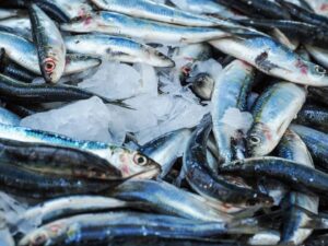 Färsk fisk ligger tätt packad på en bädd av krossad is